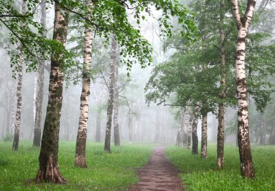 Birken im Nebel im Frühling