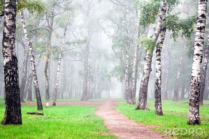 Tapete Birken im Wald