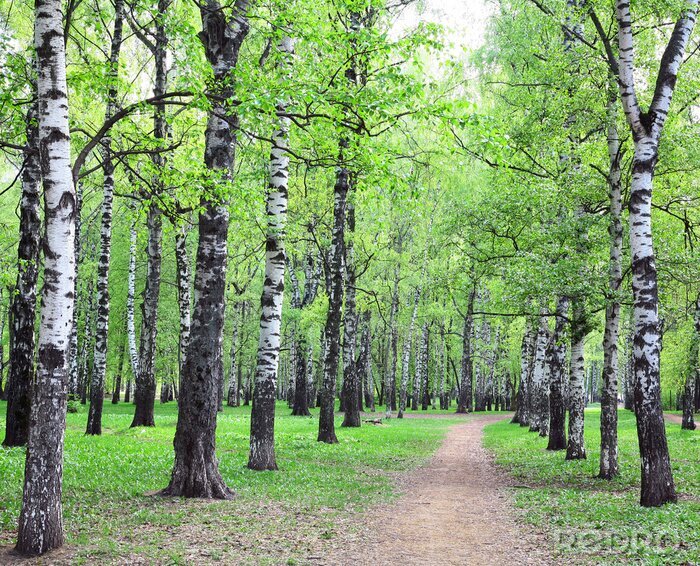 Tapete Birken in der Nähe des Weges
