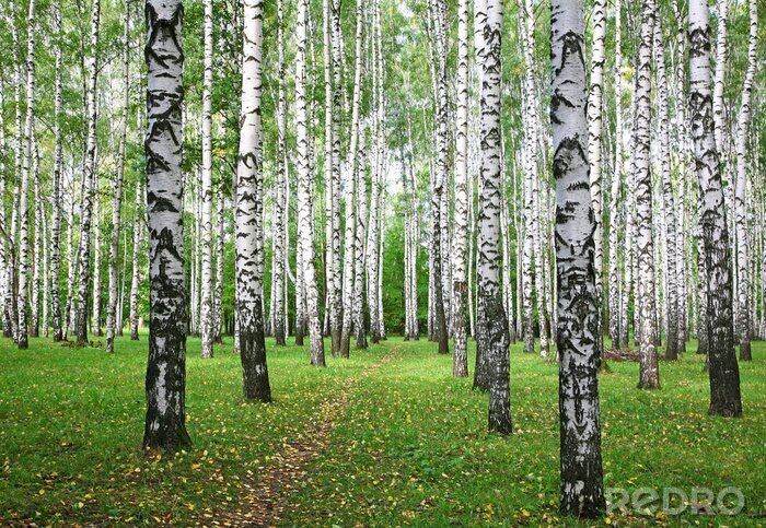 Tapete Birken und Blätter am Gras