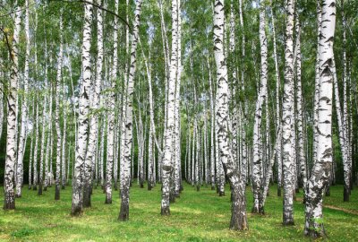 Birken und frisches Gras