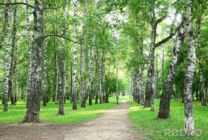 Tapete Birkenhain im Park