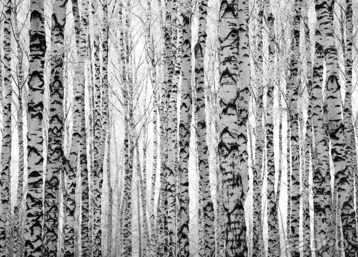 Tapete Birkenstämme auf weißem Hintergrund