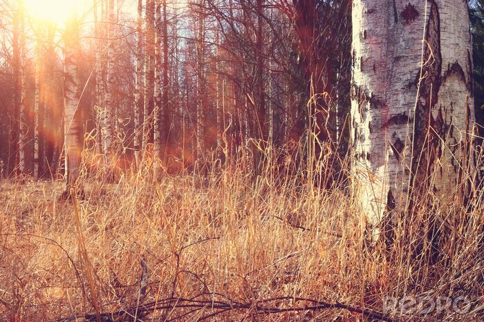 Tapete Birkenwald im Herbst