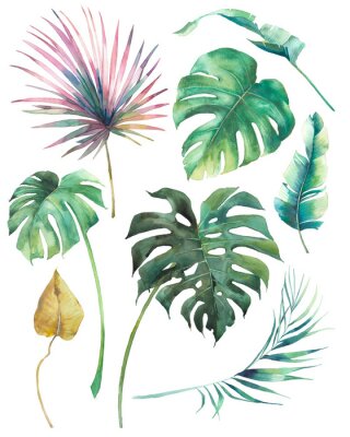Blätter der Monstera und bunte Palmen