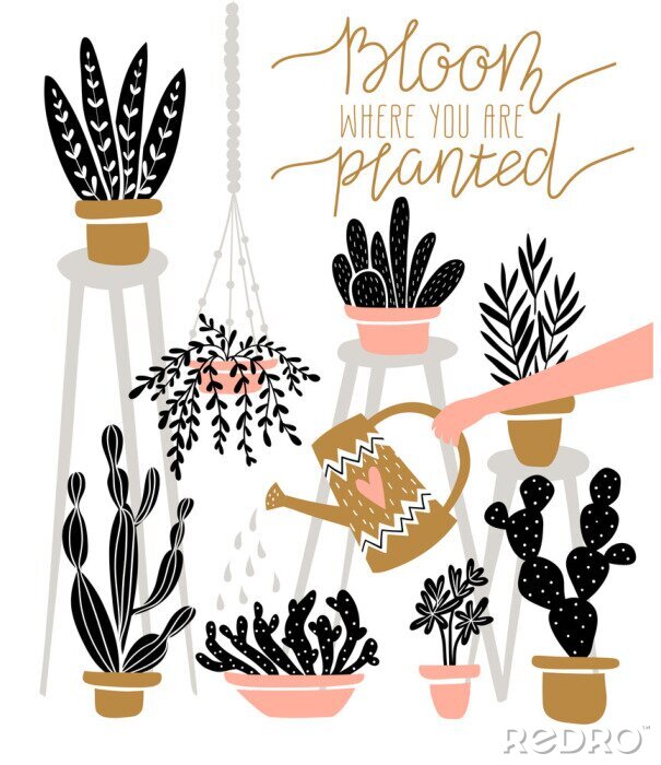 Tapete Blattpflanzen und Kakteen in bunten Töpfen