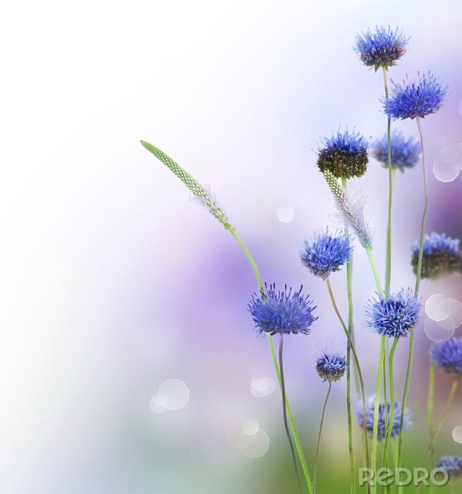 Tapete Blaue Blumen