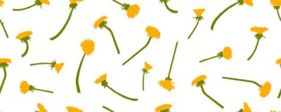 Tapete Blüten des Löwenzahns auf weißem Hintergrund