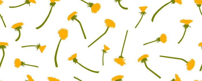 Tapete Blüten des Löwenzahns auf weißem Hintergrund