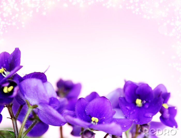 Tapete Blumen auf einem puderrosa Hintergrund