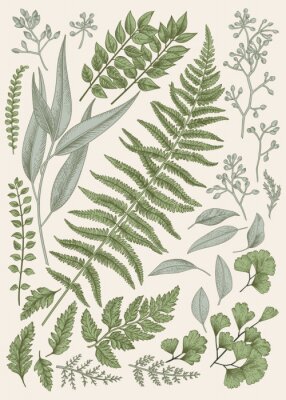 Botanische Grafik Blätter von Waldpflanzen