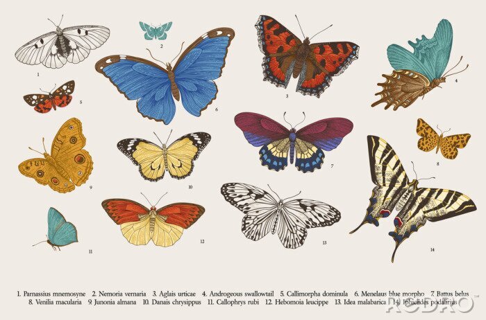 Tapete ..Butterflies. Set of elements for design. Vector vintage classic illustration. Colorful