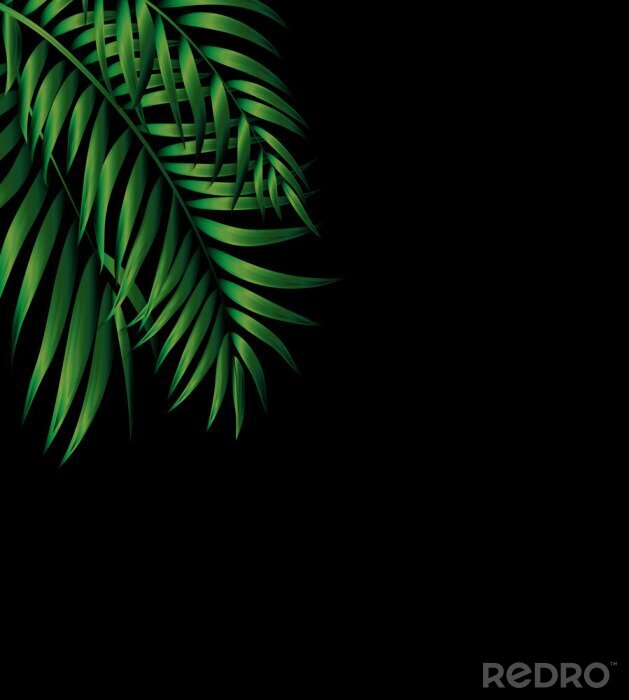 Tapete Dunkelgrüne Palmblätter auf schwarzem Hintergrund