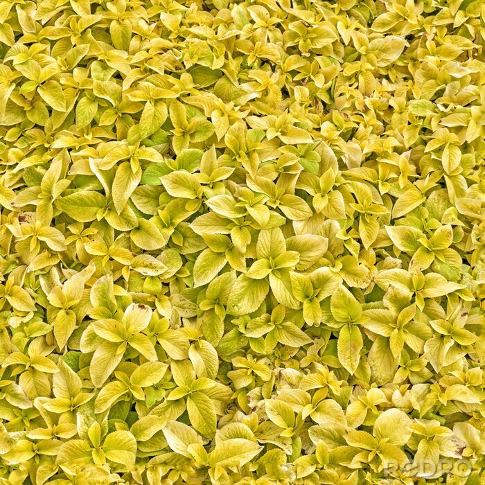 Tapete Ein Feld voller gelber Blumen
