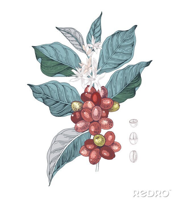 Tapete Ein Zweig eines Kaffeebaums