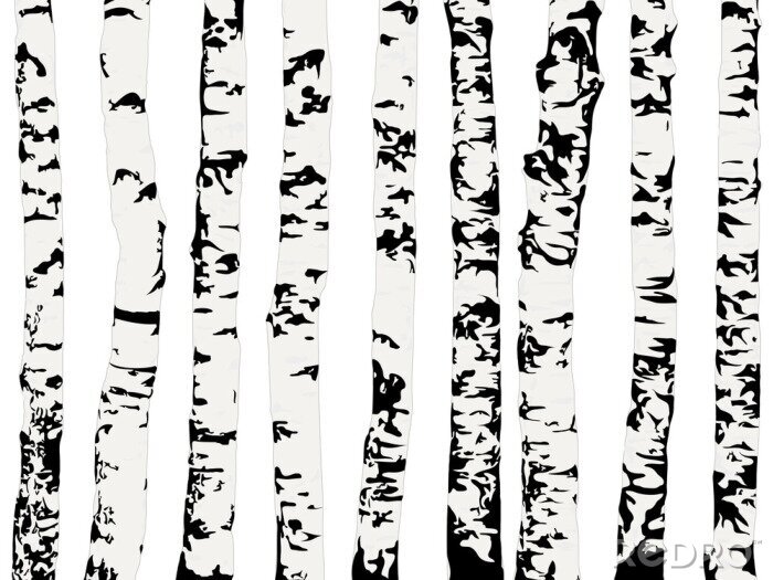 Tapete Einfarbige Bäume - schwarze und weiße Birke