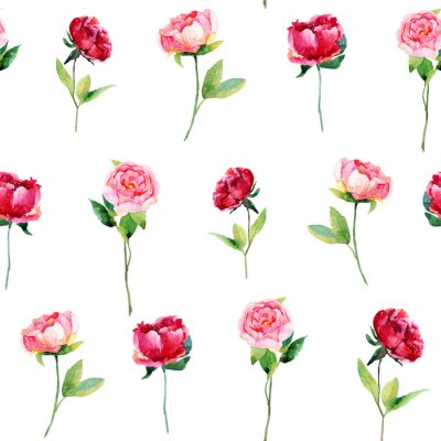 Tapete Einzelne Pfingstrosen auf weißem Hintergrund