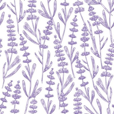 Tapete Elegant seamless pattern with lavender flowers hand drawn on white background. Backdrop with meadow flowering plant, blooming wildflower used in aromatherapy. Monochrome botanical vector illustration.