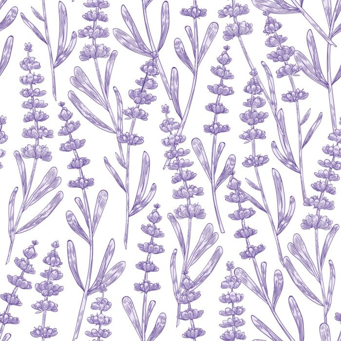Tapete Elegant seamless pattern with lavender flowers hand drawn on white background. Backdrop with meadow flowering plant, blooming wildflower used in aromatherapy. Monochrome botanical vector illustration.