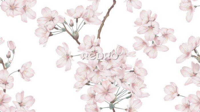 Tapete Floral seamless pattern, Somei Yoshino sakura flowers with branch on white