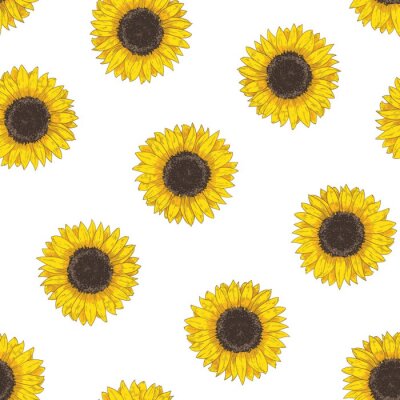 Tapete Floral seamless pattern with sunflower heads. Botanical backdrop with blooming flower or cultivated crop hand drawn on white background. Natural vector illustration in vintage style for fabric print.