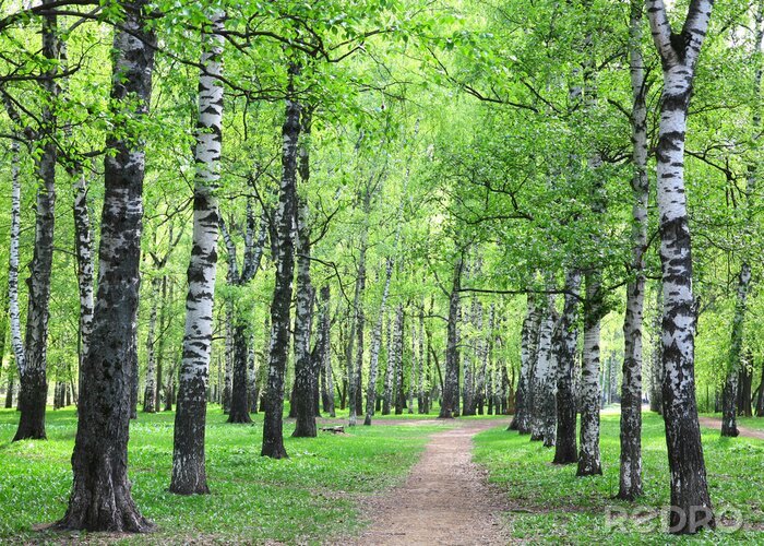 Tapete Frühlingsbirken in der Nähe des Weges