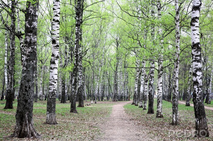 Tapete Frühlingsbirken und Weg