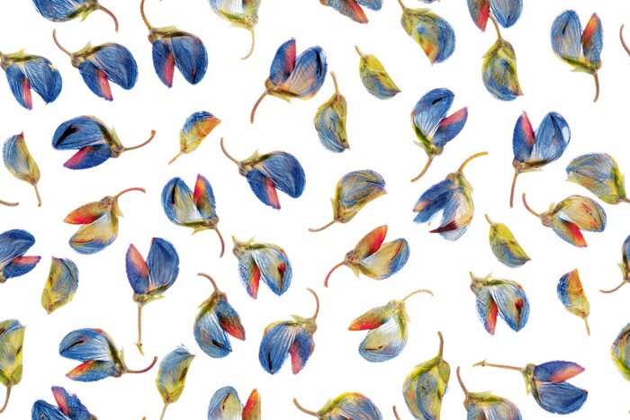 Tapete Getrocknete Lupinenknospen