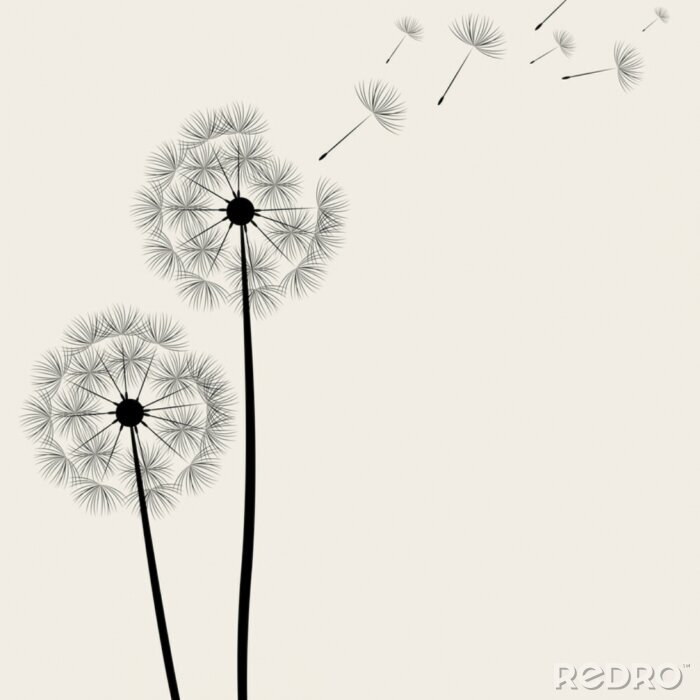 Tapete Große Löwenzahnblüten