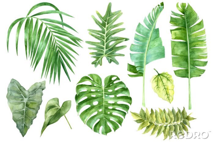 Tapete Grüne Bananen- Monstera- und Palmenblätter in Aquarell-Version