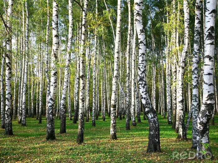 Tapete Hain mit Birken