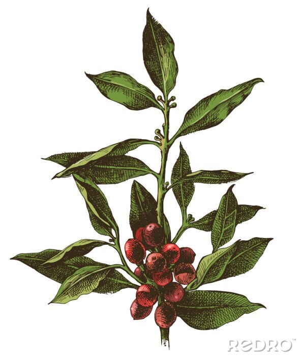 Tapete Hand gezeichneter Kaffeebaum Zweig