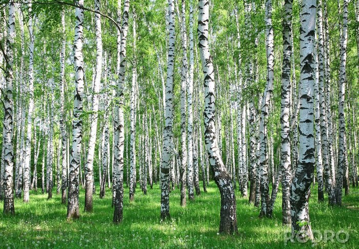 Tapete Heller Birkenwald