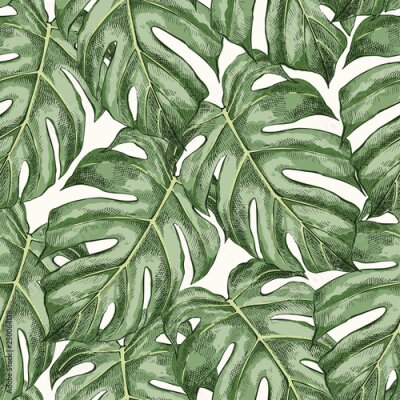 Tapete Hintergrund aus dichten Monstera-Blättern