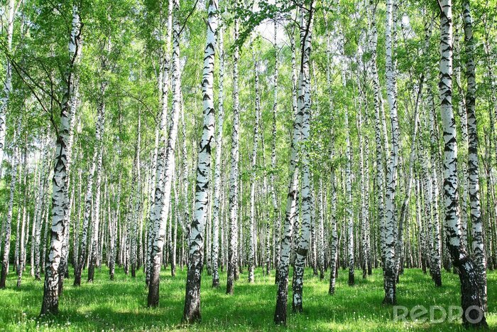Tapete Hohe Birken im Frühjahr