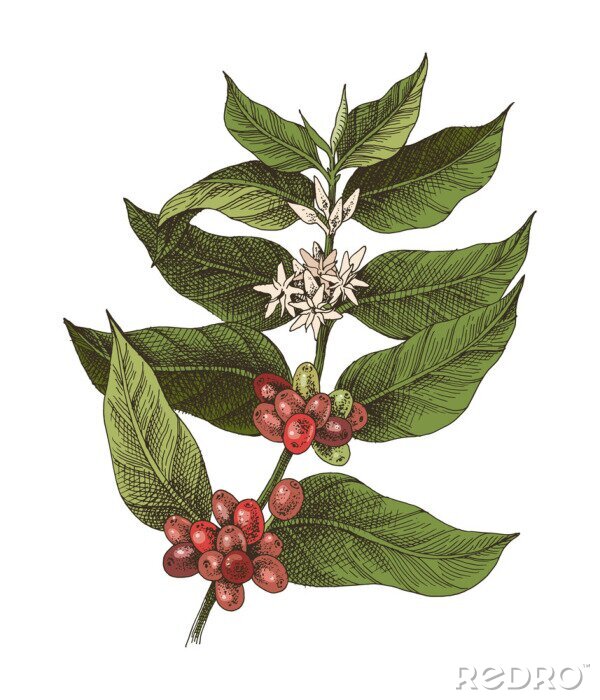 Tapete Kaffeepflanze