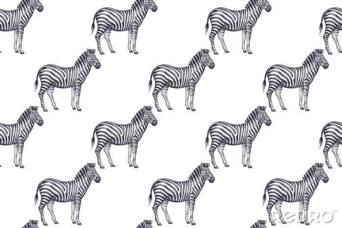 Tapete Kleine Zebras auf weißem Hintergrund