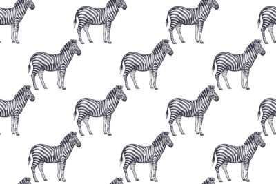 Tapete Kleine Zebras auf weißem Hintergrund