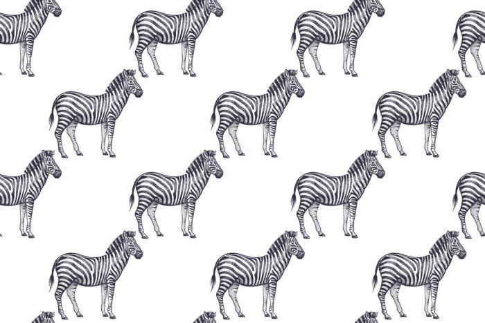 Tapete Kleine Zebras auf weißem Hintergrund