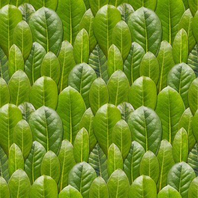 Tapete Konvexe grüne Blätter