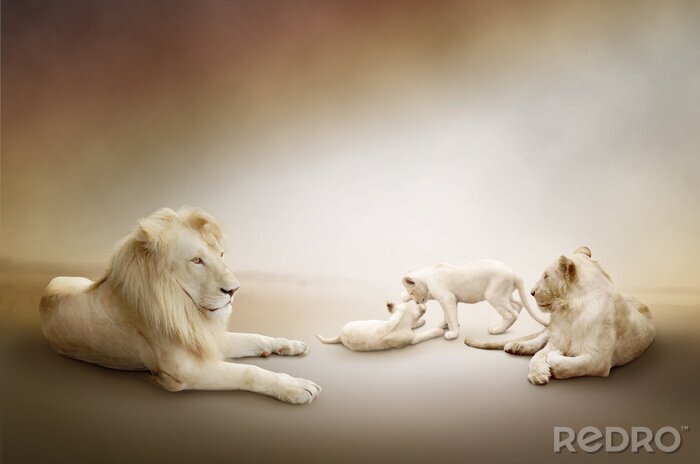 Tapete Löwenfamilie