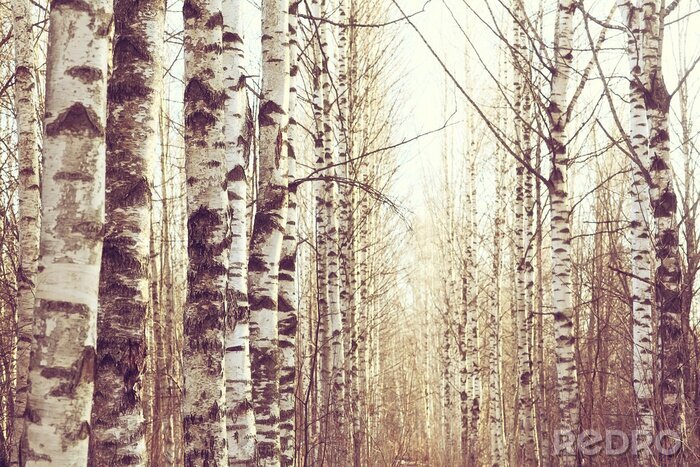 Tapete Märzlandschaft eines Birkenwaldes