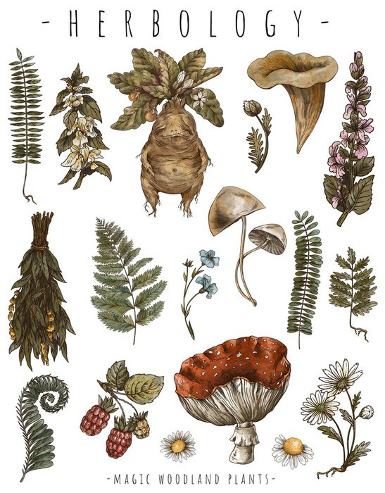 Tapete Magic plants, witch's herbs mandrake root, wicca occult greeting card. Witchcraft mystery herbology