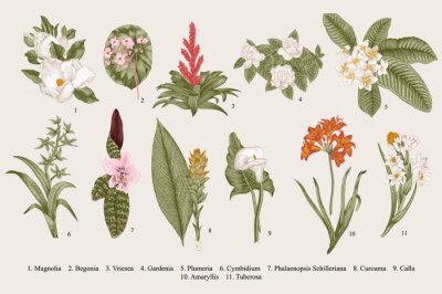 Magnolie Blumen Begonie und Gardenie botanisch