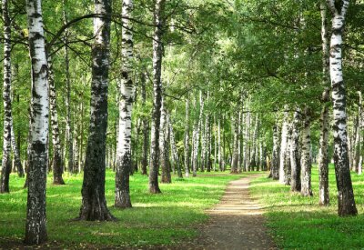 Morgenweg und Birken