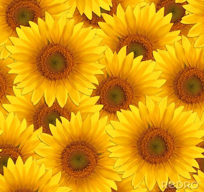 Tapete Nahtlose Muster Blume Sonnenblume