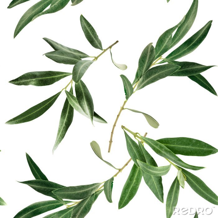 Tapete Olivenzweig auf weißem Hintergrund
