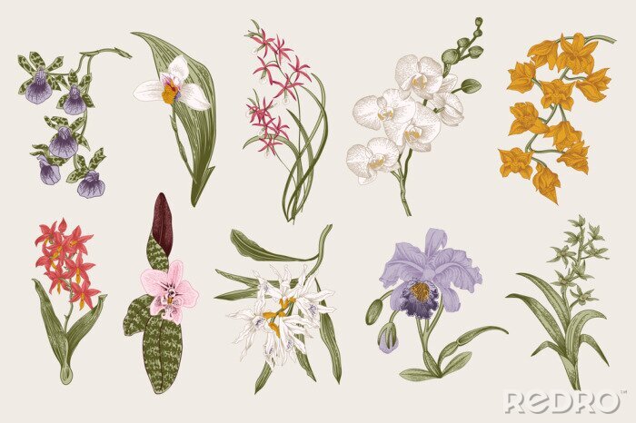 Tapete Orchidee exotische Sorten mit Blättern