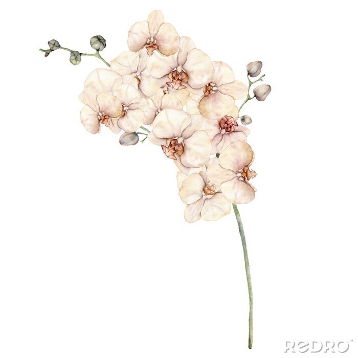 Tapete Orchidee weiß Zweig mit Knospen und Blüten