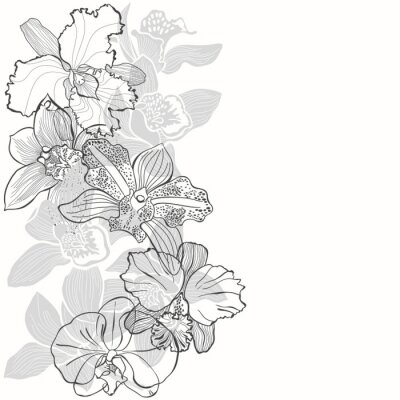Orchideen mit weißen und schwarzen Rändern